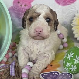 Skye, White with brown and black patches tri-colored parti girl - Parti female Goldendoodle puppy in Freedom, New York from Samantha's Goldendoodles