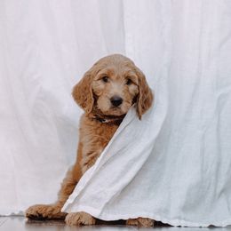 Goldendoodle Puppies from Abner Creek Doodles
