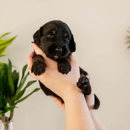 Yennefer - Phantom female Goldendoodle puppy in New River, Arizona from Sonoran Standard Doodles
