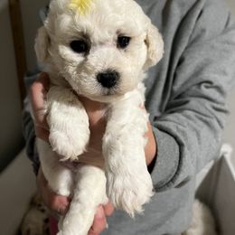 Yellow boy - White male Bichon Frise puppy in Wilmington, North Carolina from Cape Fear Bichons