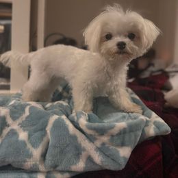 Maltese puppies from Unicorn tiny Maltese puppies