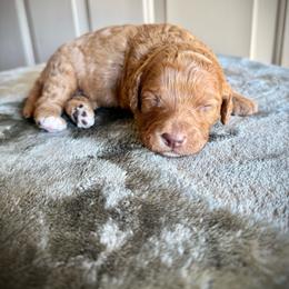 Girl - Red female Cavapoo puppy in Danielsville, Georgia from Meg's Doodles and Poodles