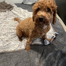 Mira - Goldendoodle