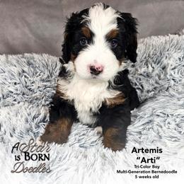 Artemis 'Arti' - Green Collar - Tri-color male Bernedoodle puppy in Jackson, Michigan from A Star is Born Doodles