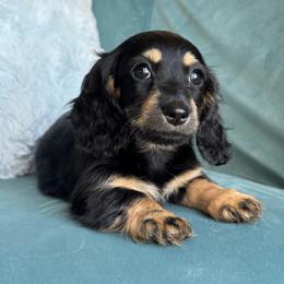 Knuckles AKC 3500 - Black and cream female Dachshund puppy in Krum, Texas from Tired Chef Dachshunds