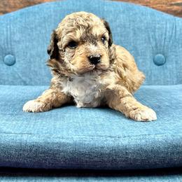 Arlo - Sable male Bernedoodle puppy in Lancaster, Missouri from Cavapoo Acres