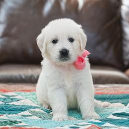 Girl 6 - female Golden Retriever puppy in Bedford, Indiana from Indiana Goldens