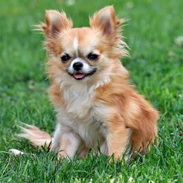 Tiny girl - Fawn female Chihuahua puppy in Marcy, New York from Dralion Chihuahuas