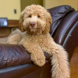 Bentley - Australian Labradoodle