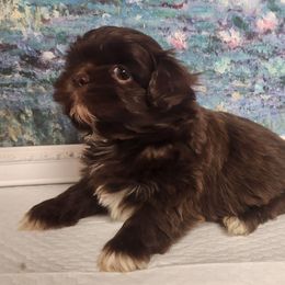 Rudy - Liver and white male Shih Tzu puppy in Richmond, Missouri from Natalie's Happy Fur Paw Shih-Tzues and More