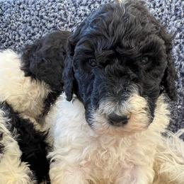 Goldendoodle and Poodle Puppies from Elizabeth Rocha's Doodles