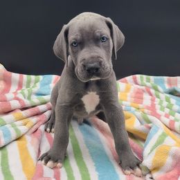 Cash - Blue male Great Dane puppy in Kannapolis, North Carolina from Carolina Great Danes & Toy Poodles