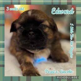 Edward - Black gold and white male Shih Tzu puppy in Beatrice, Nebraska from I Shih Tzu Not Puppies