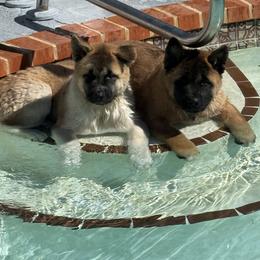 Akita Puppies from Sundara Akitas