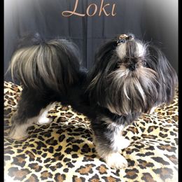 Loki - Shih Tzu