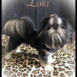 Loki - Shih Tzu