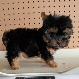 Mini - Black and gold female Yorkshire Terrier puppy in Gatesville, Texas from KontryKritterz Yorkies