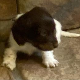 MOCHA - Piebald male Dachshund puppy in Elizabethtown, Kentucky from Teeny Tiny Puppy Tails