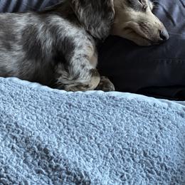 Dachshunds from El Paso Longbottoms