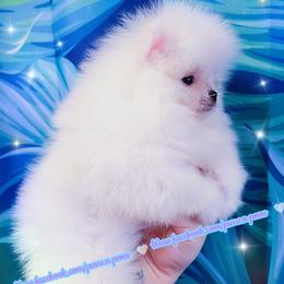 Luxe - AKC Champion Imported Bloodline - White male Pomeranian puppy in Albany, Oregon from Purrs N Poms
