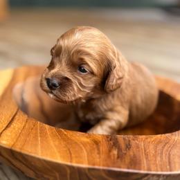 Tango - Red male Cockapoo puppy in Ellaville, Georgia from Lakeside Cockapoos