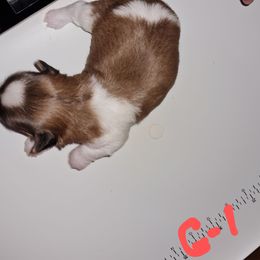 Girl 1 - Tricolor female Shih Tzu puppy in Bethlehem, Pennsylvania from Cinnamon's Shih Tzus