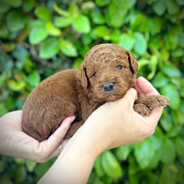 Orange Collar Boy - Red  Poodle puppy in Modesto, California from Dry Creek Poodles