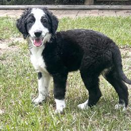 Light blue collar - Black and white male Aussiedoodle puppy in Melrose, Florida from Howdilly Doodley
