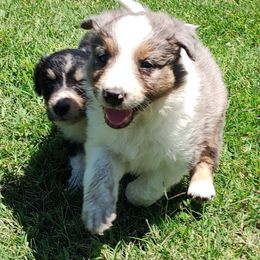 Border Collie Puppies from Bond Border Collies