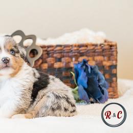 Grimhilde - Blue merle female Miniature Australian Shepherd puppy in Buna, Texas from R & C Kennels
