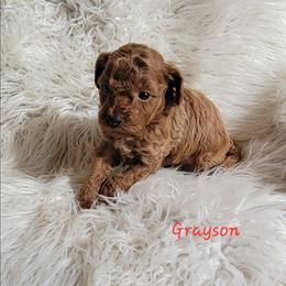 Grayson - Red  male Poodle puppy in Montrose, Pennsylvania from Tales Of Joy