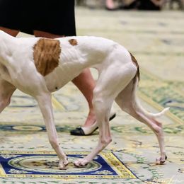 Lyra - Whippet