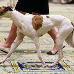 Lyra - Whippet