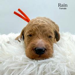 Rain - Apricot female Goldendoodle puppy in Sunman, Indiana from Brunsman Country Doodles LLC