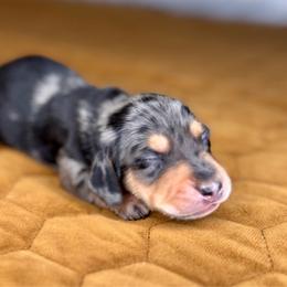 Stormy - Dapple male Dachshund puppy in Fayetteville, Arkansas from Natural State Dachshunds