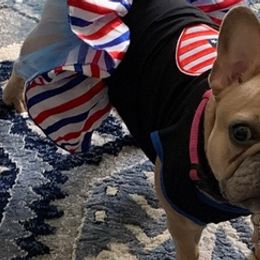 French Bulldogs from Top Shelf Frenchi’s