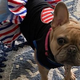 French Bulldogs from Top Shelf Frenchi’s