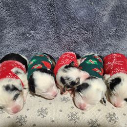 Toy Australian Shepherd puppies from Beasley Acres Aussies