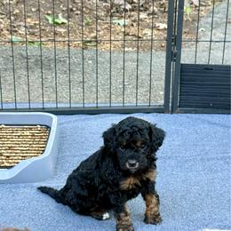 Phantom male - Phantom male Bernedoodle puppy in Crete, Illinois from Plum Valley Pups