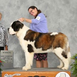 Kallie - Saint Bernard