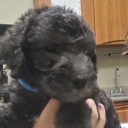 Boy 3 - Blue male Bedlington Terrier puppy in Spring, Texas from Dreamcatcher Bedlingtons