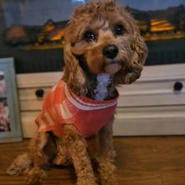 Maya - Cavapoo