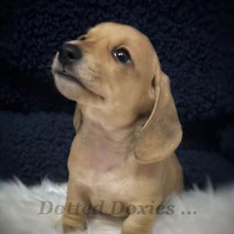 Augusta - Cream male Dachshund puppy in Havana, Florida from Dotted Doxies