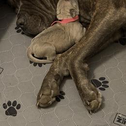 Dark pink - Fawn female Cane Corso puppy in Briggs, Texas from Capital City Corso’s