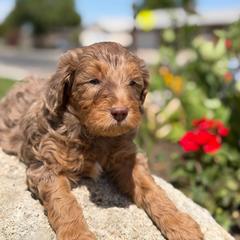 Shadow - Merle male Labradoodle puppy in Murray, Utah from Swann's Kennels