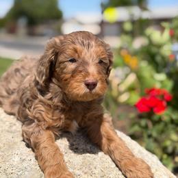 Shadow - Merle male Labradoodle puppy in Murray, Utah from Swann's Kennels