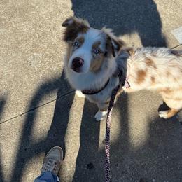 Salem - Red merle female Australian Shepherd puppy in Richmond, Texas from Big Zen Aussies