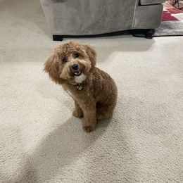 Mario - Poodle