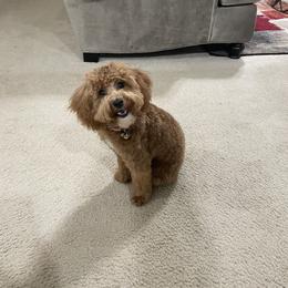 Mario - Poodle
