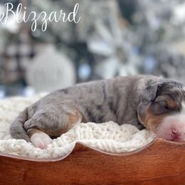 Blizzard - Blue merle male Bernedoodle puppy in Henry, Illinois from Rowe Farms Doodles